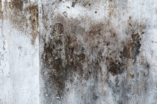 Asbestos and Lead Testing During Mold Inspection in Platte City, MO