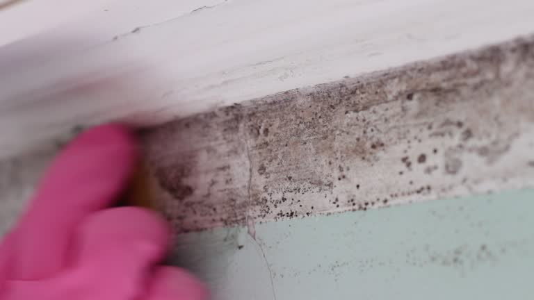 Best Basement Mold Removal  in Platte City, MO
